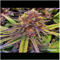 Gelato 41 (Flavour Chasers Seeds) Cannabis Seeds