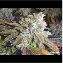 Wedding Cake (Flavour Chasers Seeds) Cannabis Seeds