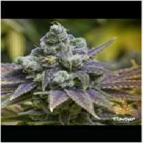 Zkittlez (Flavour Chasers Seeds) Cannabis Seeds