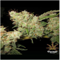 Alien Glue (Flavour Chasers Seeds) Cannabis Seeds
