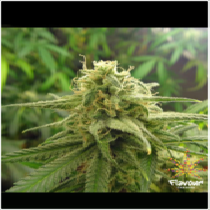 Banana OG (Flavour Chasers Seeds) Cannabis Seeds