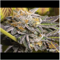Do-Si-Dos (Flavour Chasers Seeds) Cannabis Seeds