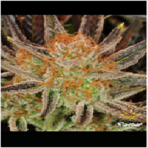 Grand Daddy Banner (GDB) (Flavour Chasers Seeds) Cannabis Seeds