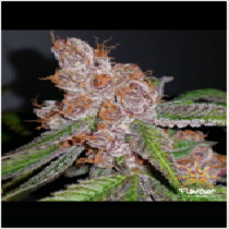 Purple Urkle (Flavour Chasers Seeds) Cannabis Seeds