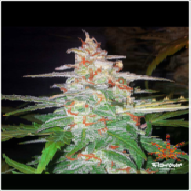 Forbidden Glue (Flavour Chasers Seeds) Cannabis Seeds