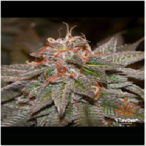 Sherblato (Flavour Chasers Seeds) Cannabis Seeds