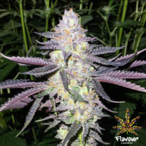 Dolato (Flavour Chasers Seeds) Cannabis Seeds