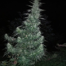 Panama Lime SuperAuto By Stitch (Flash Auto Seeds) Cannabis Seeds