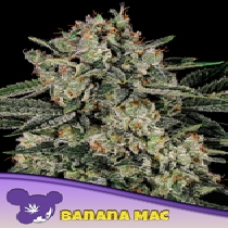 Banana MAC (Anesia Seeds) Cannabis Seeds