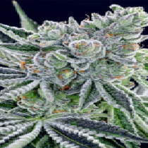 Sour Betty (Anesia Seeds) Cannabis Seeds