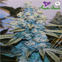 Original Gorilla #4 (Anesia Seeds) Cannabis Seeds
