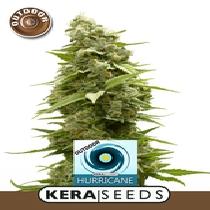 Hurricane Outdoor (Kera Seeds) Cannabis Seeds