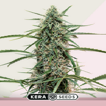 Hurricane Outdoor (Kera Seeds) Cannabis Seeds