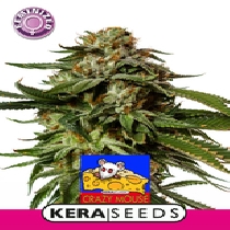 Amsterdam Cheese (Kera Seeds) Cannabis Seeds