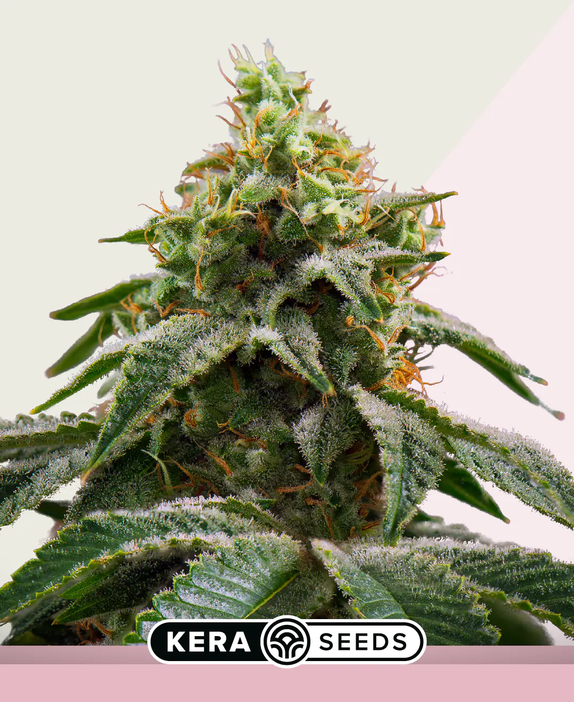 Amsterdam Cheese (Kera Seeds) Cannabis Seeds