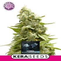 Super Silver Haze (Kera Seeds) Cannabis Seeds