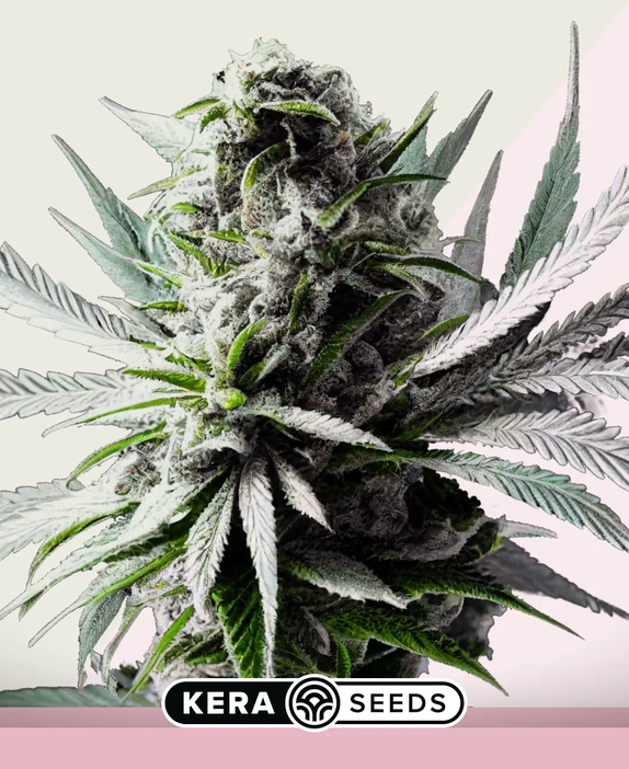 Super Silver Haze (Kera Seeds) Cannabis Seeds