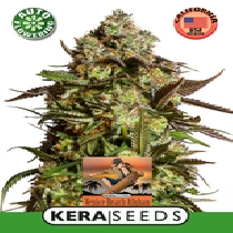 Venice Beach Afghan Auto (Kera Seeds) Cannabis Seeds