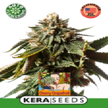 Cherry Grapefruit Auto (Kera Seeds) Cannabis Seeds