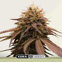 Cherry Grapefruit Auto (Kera Seeds) Cannabis Seeds