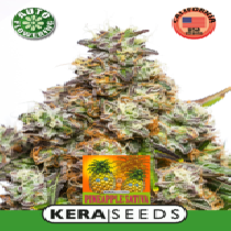 Pineapple sativa Auto (Kera Seeds) Cannabis Seeds