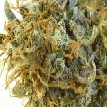 Purple Mazar Auto (Flash Auto Seeds) Cannabis Seeds