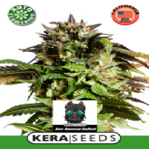 American Stafford Auto (Kera Seeds) Cannabis Seeds