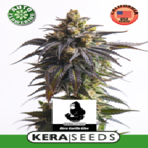 Gorilla Glue Auto (Kera Seeds) Cannabis Seeds