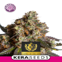 The Empire of the Sun (Kera Seeds) Cannabis Seeds