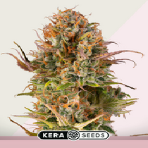The Empire of the Sun (Kera Seeds) Cannabis Seeds