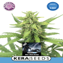 CBD Black Beauty (Kera Seeds) Cannabis Seeds