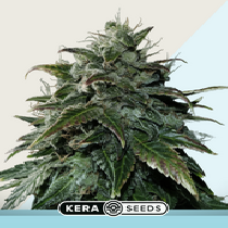 CBD Black Beauty (Kera Seeds) Cannabis Seeds