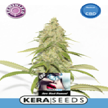 CBD Black Diamond (Kera Seeds) Cannabis Seeds