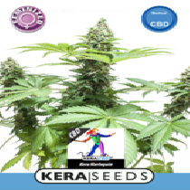 CBD Harlequin (Kera Seeds) Cannabis Seeds