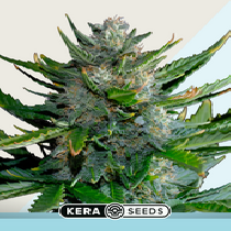 CBD Harlequin (Kera Seeds) Cannabis Seeds