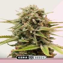 Sweet Seven Eleven (Kera Seeds) Cannabis Seeds