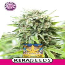 Royal Amnesia Gold (Kera Seeds) Cannabis Seeds