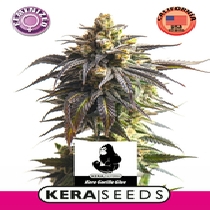 Gorilla Glue (Kera Seeds) Cannabis Seeds