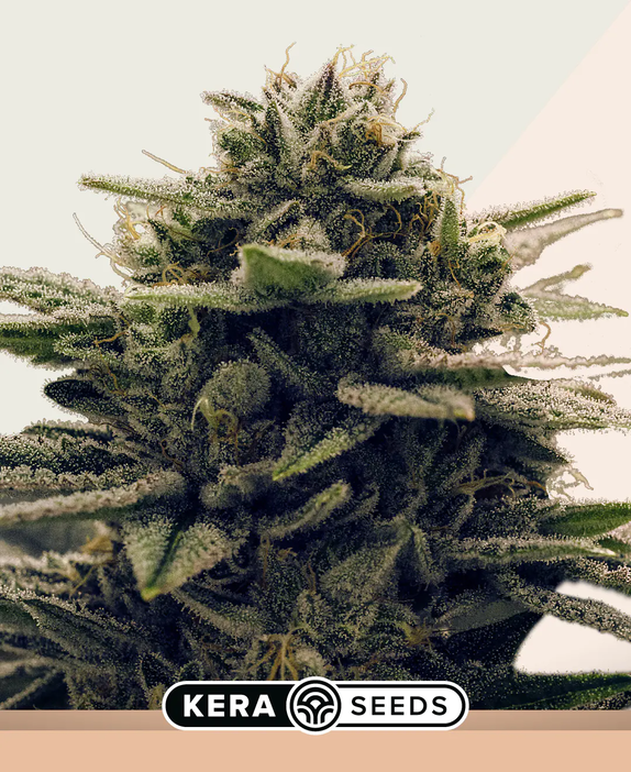 Gorilla Glue (Kera Seeds) Cannabis Seeds