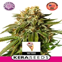 Gelato (Kera Seeds) Cannabis Seeds