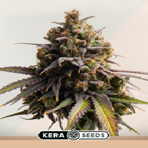 Gelato (Kera Seeds) Cannabis Seeds