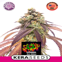Zkittels (Kera Seeds) Cannabis Seeds