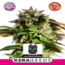 American Stafford (Kera Seeds) Cannabis Seeds