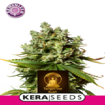 Tangerine Kush (Kera Seeds) Cannabis Seeds