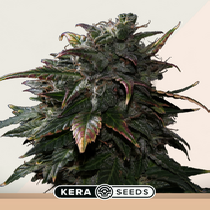 Tangerine Kush (Kera Seeds) Cannabis Seeds