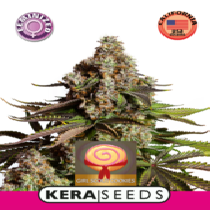 Girl Scout Cookies (Kera Seeds) Cannabis Seeds