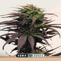 Girl Scout Cookies (Kera Seeds) Cannabis Seeds