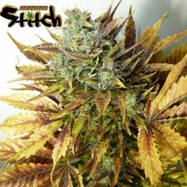 Purple Sirius Kush Auto Feminised (Flash Auto Seeds) Cannabis Seeds