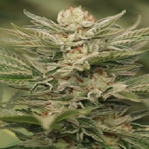 Sapphire Scout (Humboldt Seed Organisation Seeds) Cannabis Seeds