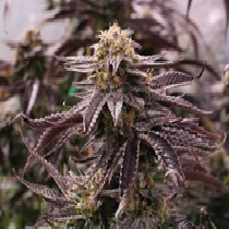 OGKZ (Humboldt Seed Organisation Seeds) Cannabis Seeds